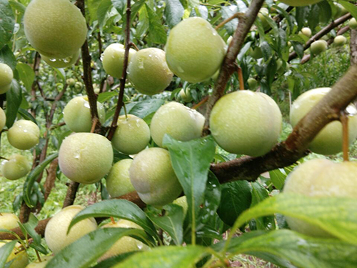 今年会·(中国大陆)认证慈善机构